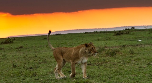 10 Day Kenya Wild Beauty